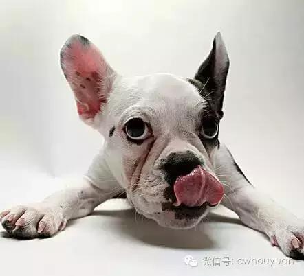 不为人知的狗狗冷知识,不为人知的秘密上一句