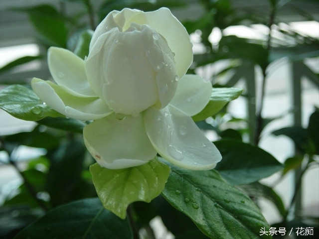 怎样栀子花开得更茂盛,怎样让栀子花开得多