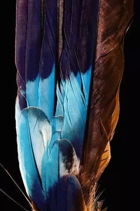 一根羽毛也许太普通了仿写,一根不起眼的羽毛