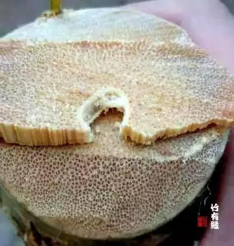 龙血金丝竹百科简介,龙血金丝竹简介