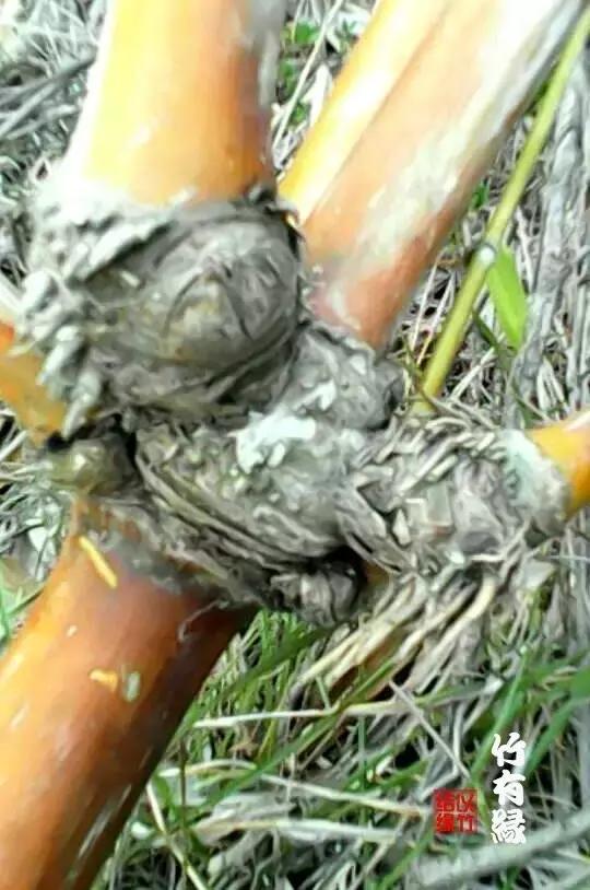 龙血金丝竹百科简介,龙血金丝竹简介