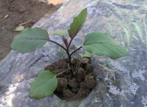 长得像树一样的菜有哪些,农村田边长得像樱桃一样的植物