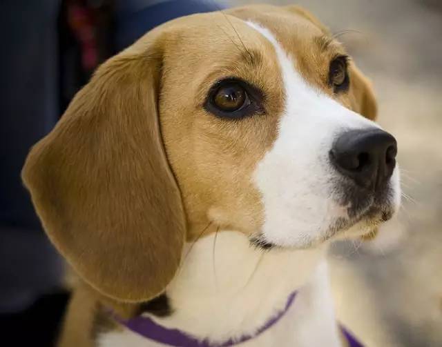 snoopy史努比是哪国品牌,snoopy史努比是什么动物