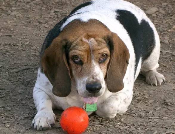 snoopy史努比是哪国品牌,snoopy史努比是什么动物