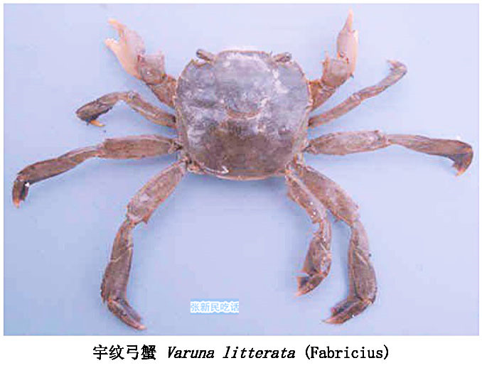 潮汕咸膏蟹是用什么蟹,潮汕腌制的螃蟹