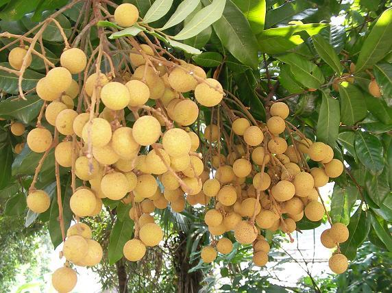 吃桂圆降火吗,干桂圆和鲜桂圆哪个容易上火