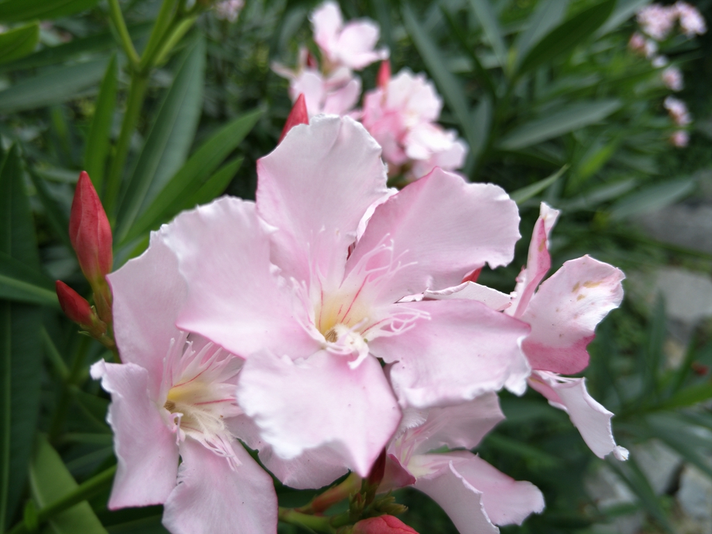 华为g9青春版值多少钱,外观精致的华为手机