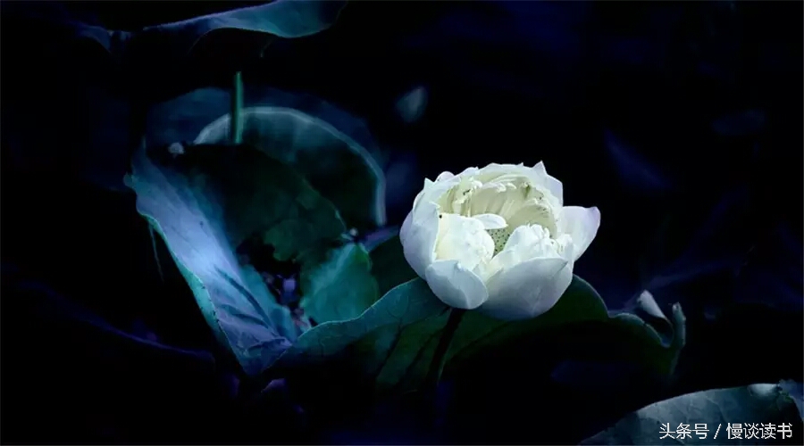 如何阅读一本英文原著,外国文学必读100本书