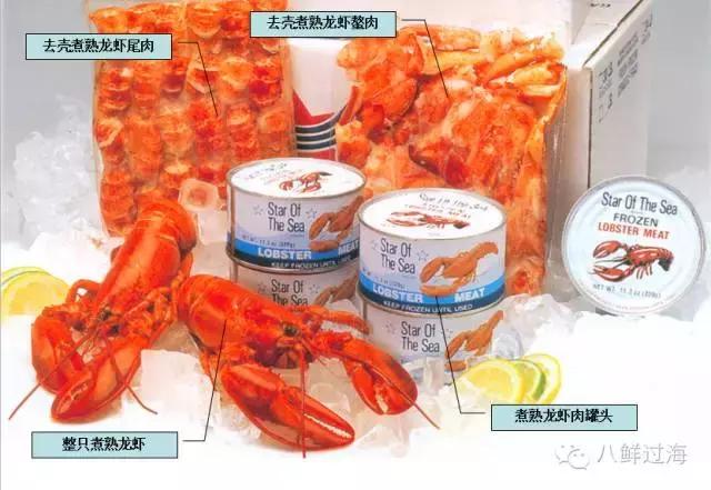 人气直追小龙虾的加拿大龙虾，关于它的干货都在这里