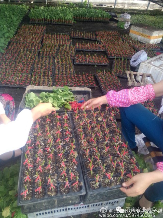 一周概览：点点看，农大大事小情全知道（7.23~7.29）