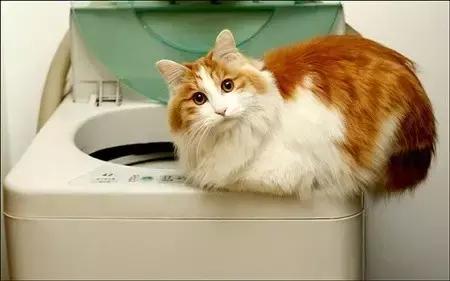 如何判定是优秀狗狗铲屎官,什么级别的铲屎官