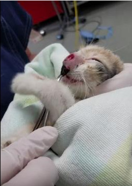 猫咪鼻子化脓像是少了一节,猫咪鼻子肿了而且堵住了