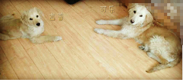 如果你能陪狗狗度过一生，你能不能这样？