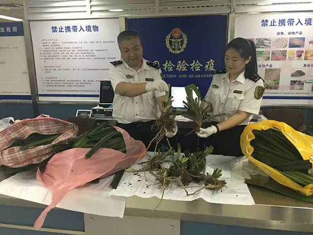 国内怎么玩pokemongo2020,大陆怎么才可以玩pokemongo