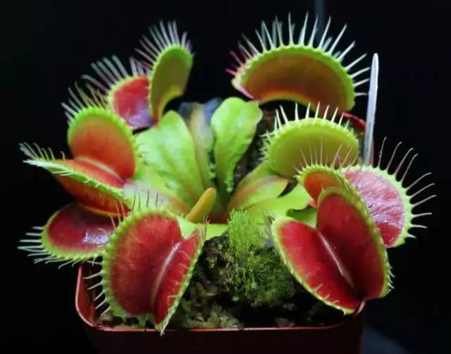 国内怎么玩pokemongo2020,大陆怎么才可以玩pokemongo