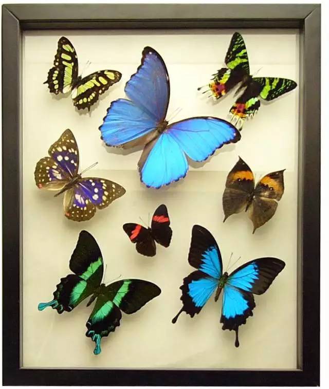 国内怎么玩pokemongo2020,大陆怎么才可以玩pokemongo