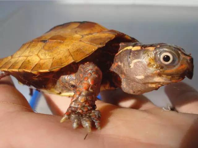 国内怎么玩pokemongo2020,大陆怎么才可以玩pokemongo