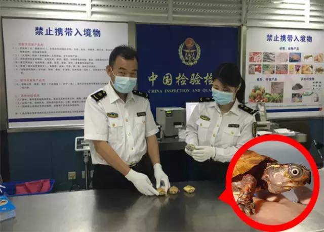 国内怎么玩pokemongo2020,大陆怎么才可以玩pokemongo