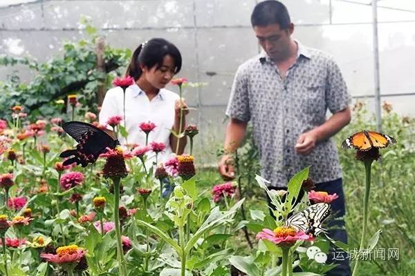 爱玩的心玩出蝴蝶新世界大学生回乡创业养蝴蝶年入十万