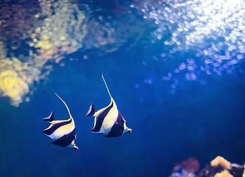 迪士尼一家三口自助游攻略,迪士尼幼儿园旅游攻略