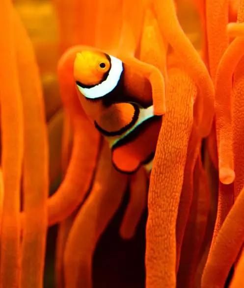 迪士尼一家三口自助游攻略,迪士尼幼儿园旅游攻略