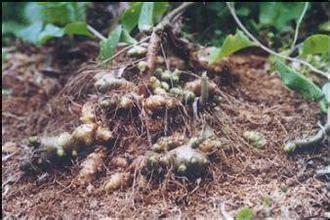 林银花,安徽三七舒筋通络活血化瘀中药