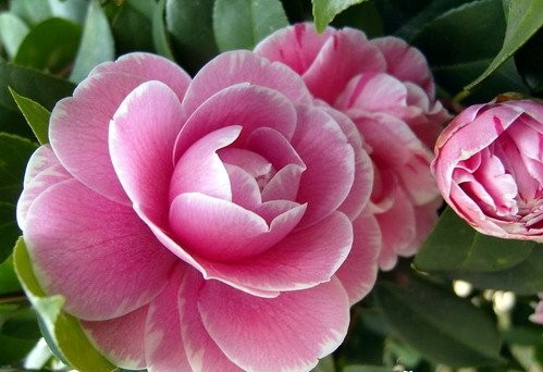 118朵花这个数字有什么寓意,118种花的花语合集图片