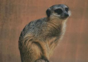 最好的猫屎咖啡,精品猫屎咖啡豆