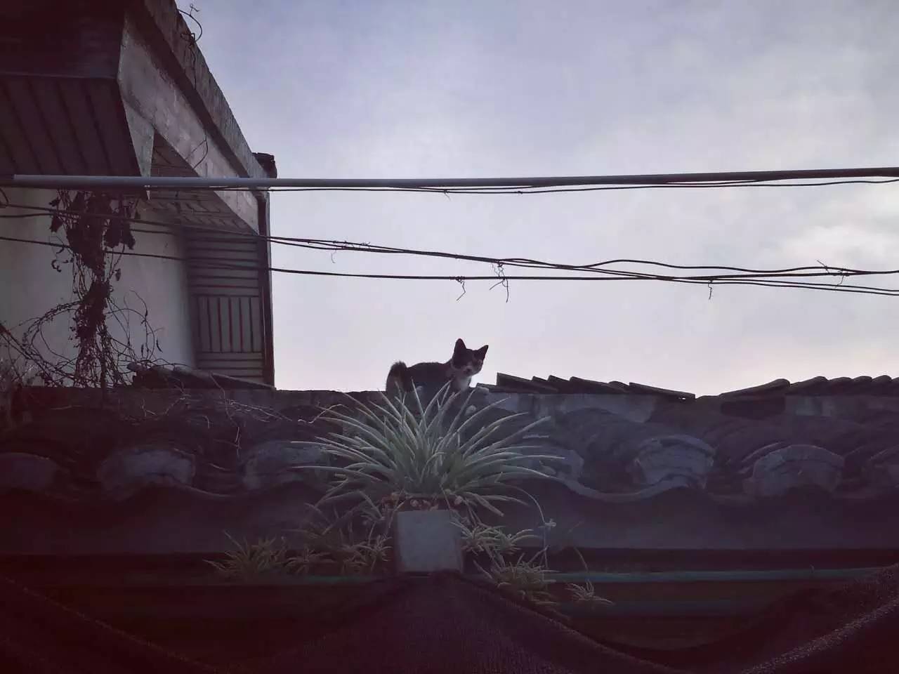 悬桥巷|顾颉刚与叶圣陶童年嬉戏的巷子里，藏着悠悠历史