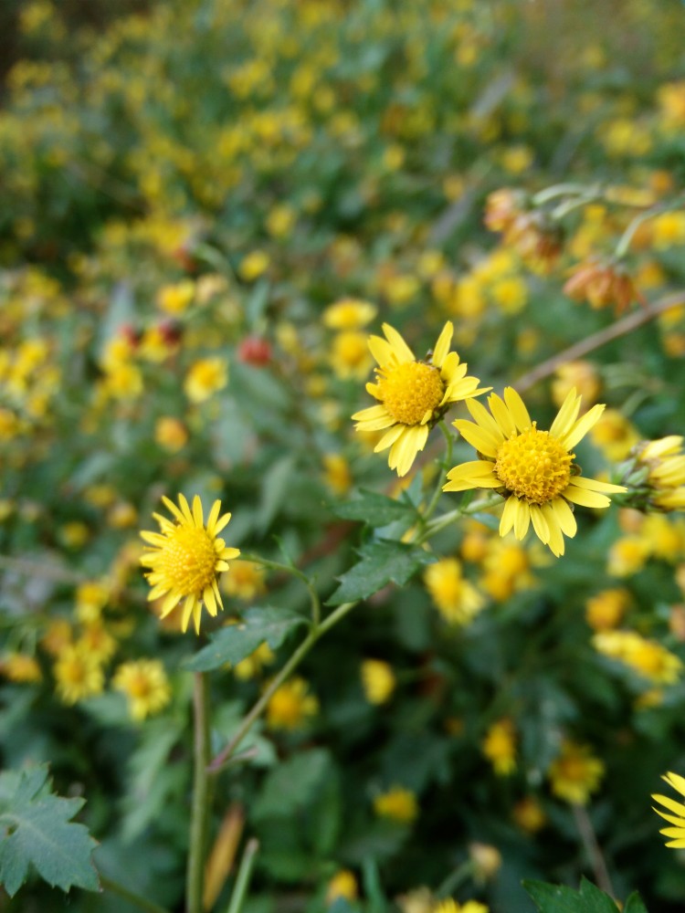 荣耀v8换摄像头教程,荣耀v8双摄像头评测