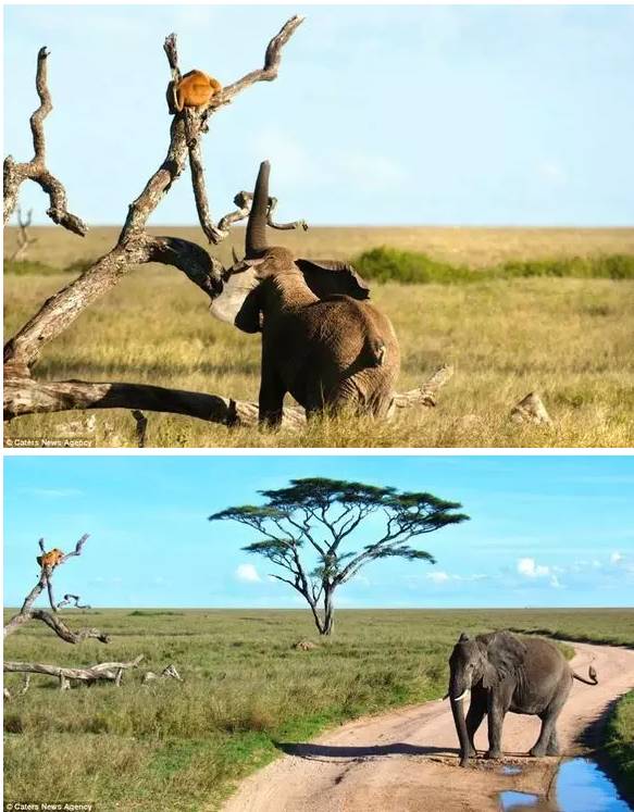 动物生气的后果很严重,去野生动物园关注事项