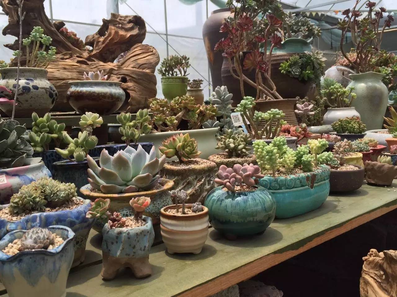 多肉包邮免费送,可爱多肉组合