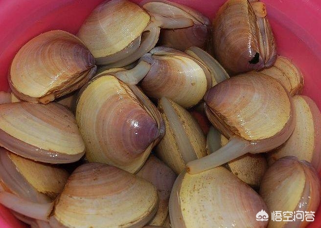 让唐玄宗吃了都念念不忘的菜肴：西施舌，正确做法