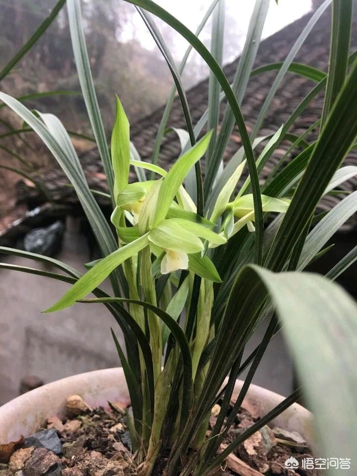 八月份出花苞的兰花关注什么,兰花十月份就出花苞了是什么兰花