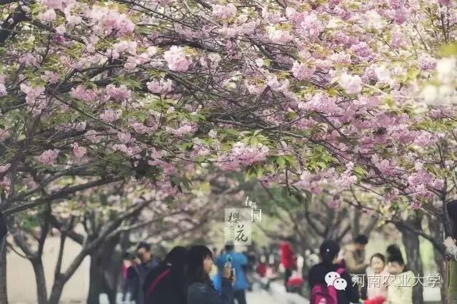 江西农大录取通知书抖音视频,中国农大录取通知书样子