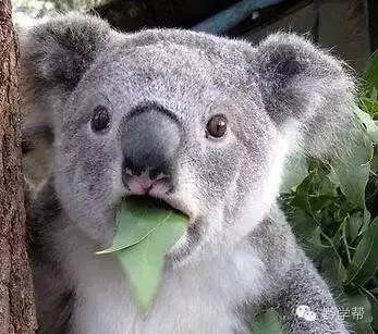 倍有面儿汕头,倍有面儿套餐