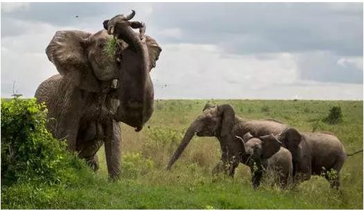 动物生气的后果很严重,去野生动物园关注事项