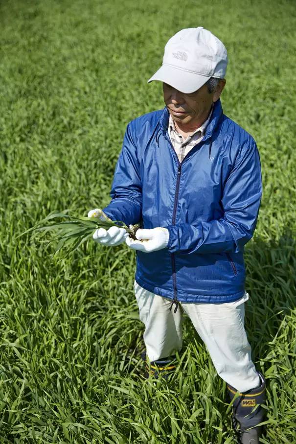 日本进口青汁百科,日本青汁和国内有啥区别