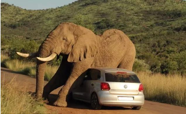 动物生气的后果很严重,去野生动物园关注事项