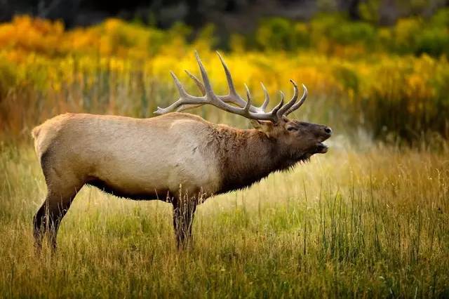 动物生气的后果很严重,去野生动物园关注事项