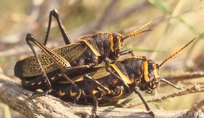 蜗牛在农业是害虫还是益虫,益虫防治害虫的方法有哪些