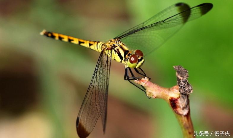 蜗牛在农业是害虫还是益虫,益虫防治害虫的方法有哪些