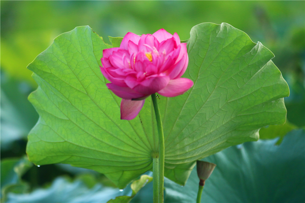 *萨特帕**一场与荷花无法拒绝的浪漫之旅