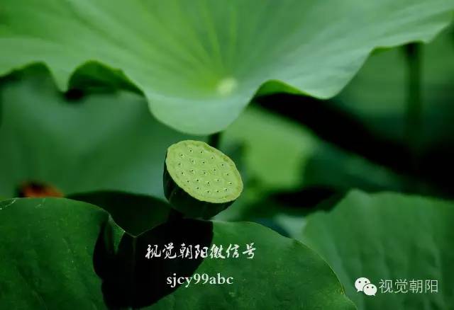 荷花酒,荷花图片