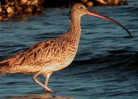 鵟鸟怎么读,鵟字怎么念