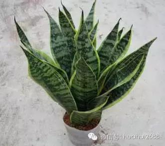 夏季房间甲醛多怎么办,夏季甲醛挥发成倍增加