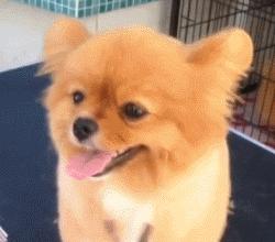 自己在家给泰迪狗狗剪毛,在家给狗狗剪毛需要什么剪刀