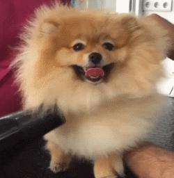 自己在家给泰迪狗狗剪毛,在家给狗狗剪毛需要什么剪刀