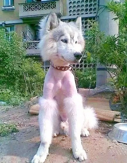 自己在家给泰迪狗狗剪毛,在家给狗狗剪毛需要什么剪刀