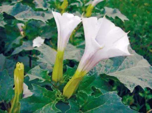 颜值平平的*疆新**路边野花，早已跻身天界神话？